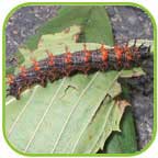 chenille