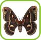 Cecropia Hybride