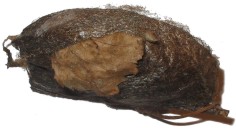 cocon_Scecropia2.jpg