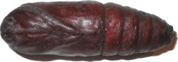 cocon_Speuplier6.jpg