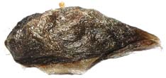 cocon_Scecropia2.jpg