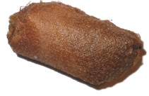 cocon_luna5.jpg