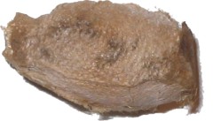 cocon_polypheme1.jpg