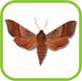 Sphinx de l Alisier